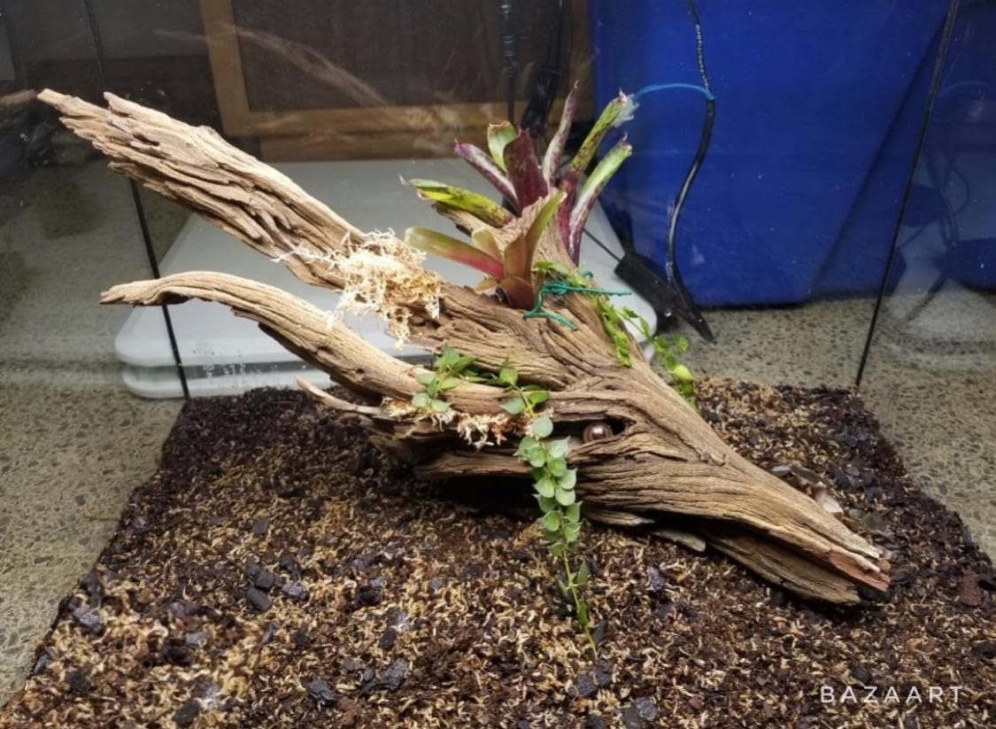 Driftwood Decor for Aquarium and Terrarium, Fish and