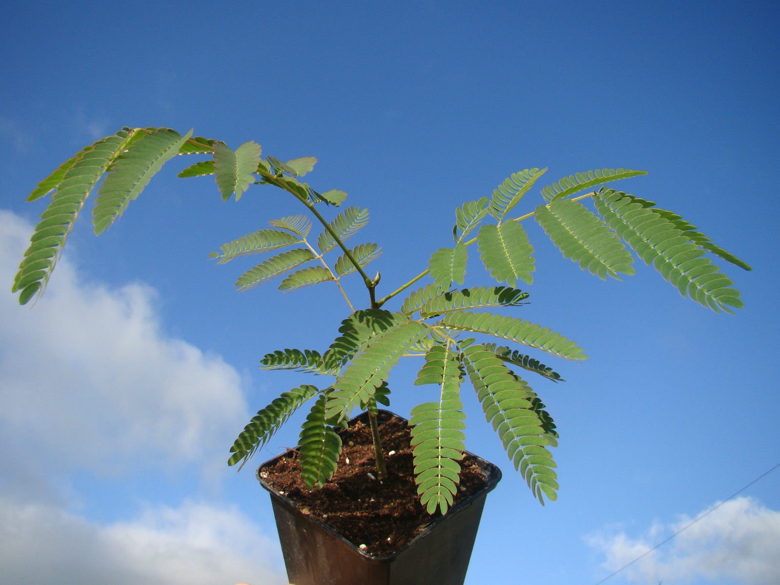 Exotic Tree julibrissin Silk Tree Decorative Summer Flowering