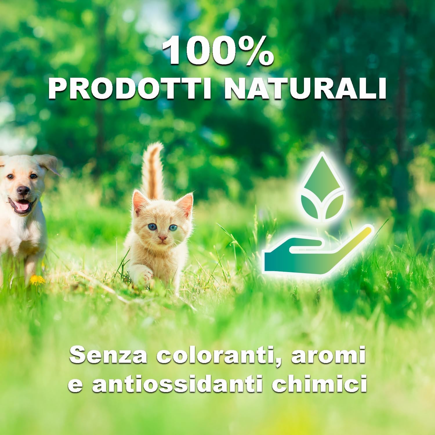 GREENHEART-PREMIUMS | Crocchette per gatti anziani | SENIOR CON PESCE E RISO | Senza Glutine | Prodotto Premium | 100% Ingredienti Naturali | Senza Coloranti Aromi e Antiossidanti Chimici (1,5 kg)