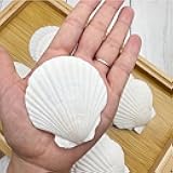 Dorothy 30 PCS Natural Sea Shells for Crafts 2-3 Inches White Bulk Scallop Shells for Decorating, DIY Crafts Decor, Wedding Decoration, Beach Theme Party, Home Decor（5-8cm）