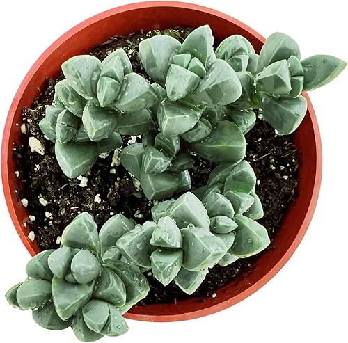 Miniatura 2 de Sprout N Green Planta de hielo, suculenta de Corpuscularia lehmannii viva totalmente enraizada en maceta de inicio de 4 pulgadas, planta de casa