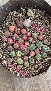 71ws8-wfatL._AC_UF350,