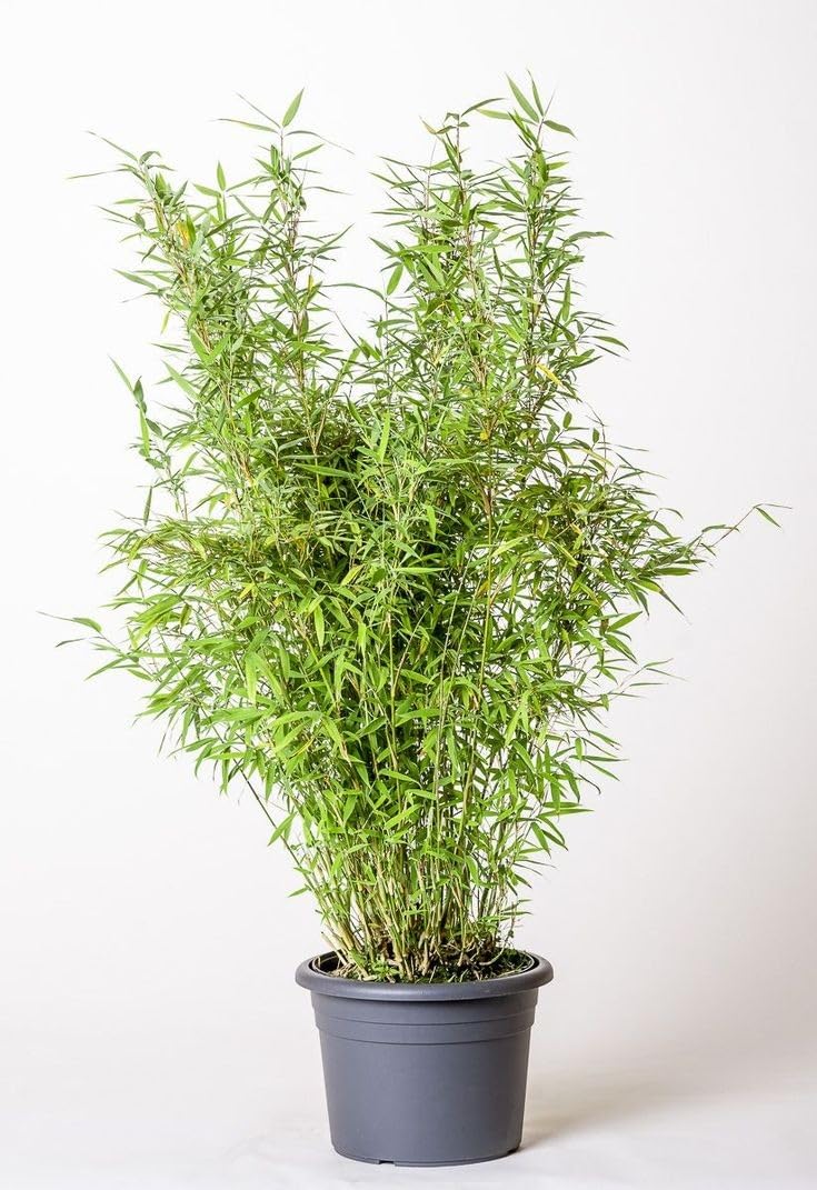 See full amazon price history chart for Rukonza Golden Chinese Bamboo/Grass Plant - Decorate Both Indoor And Outdoor, Air Purifying Good Luck Plant, Mini Bambo Plant 1 Healthy Live Plant with Plastic Pot Rukonza Golden Chinese Bamboo/Grass Plant - Decorate Both Indoor And Outdoor, Air Purifying Good Luck Plant, Mini Bambo Plant 1 Healthy Live Plant with Plastic Pot (B0CQWGNFYX) Amazon Price History, Amazon Price Tracker