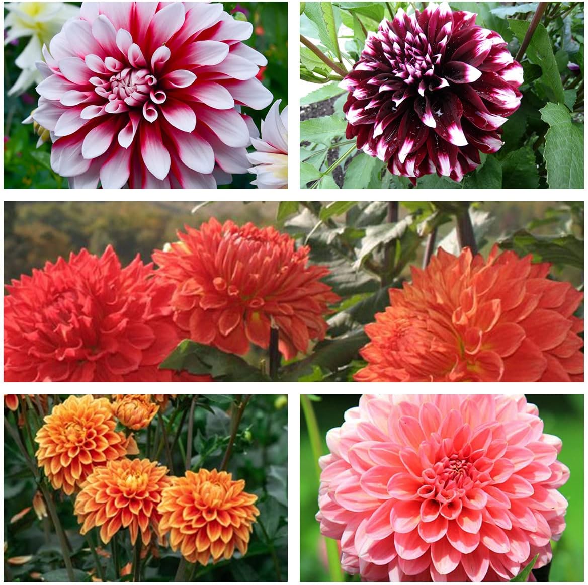 Amazon ダリア ダリア球根 簡単な植え付け 球根植物 室内庭園 2 球根 花