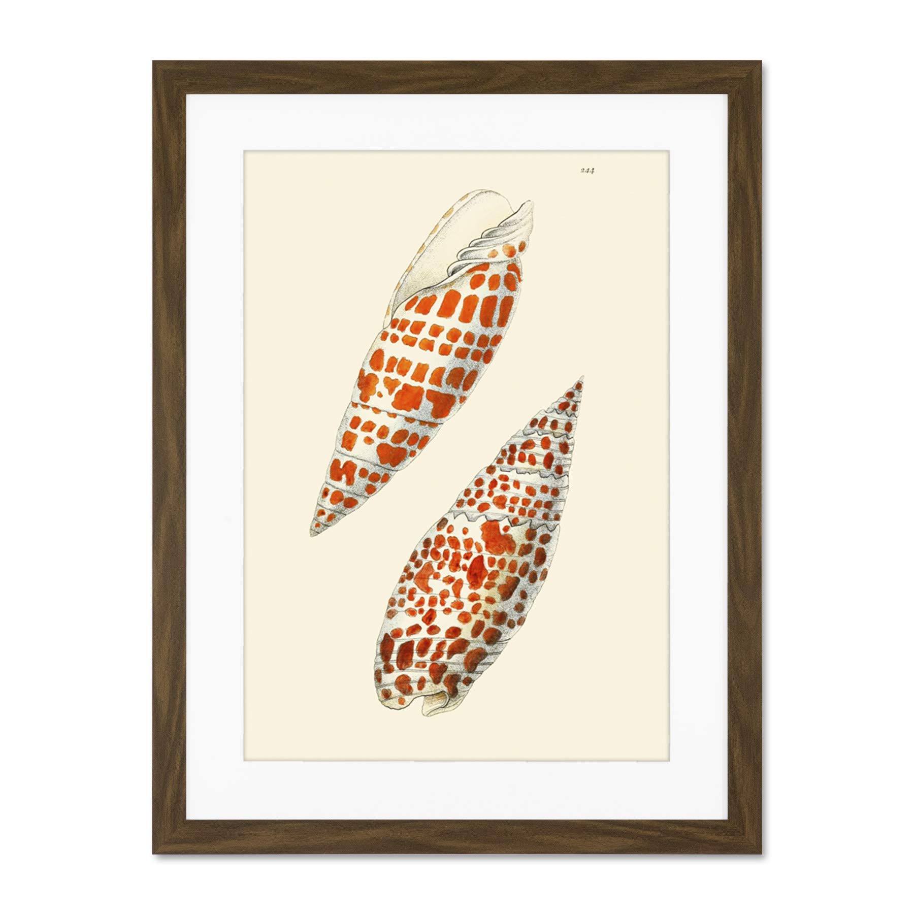 Seashell Orange Spotted Conical Large Framed Art Print Wall Poster 18x24 inch
