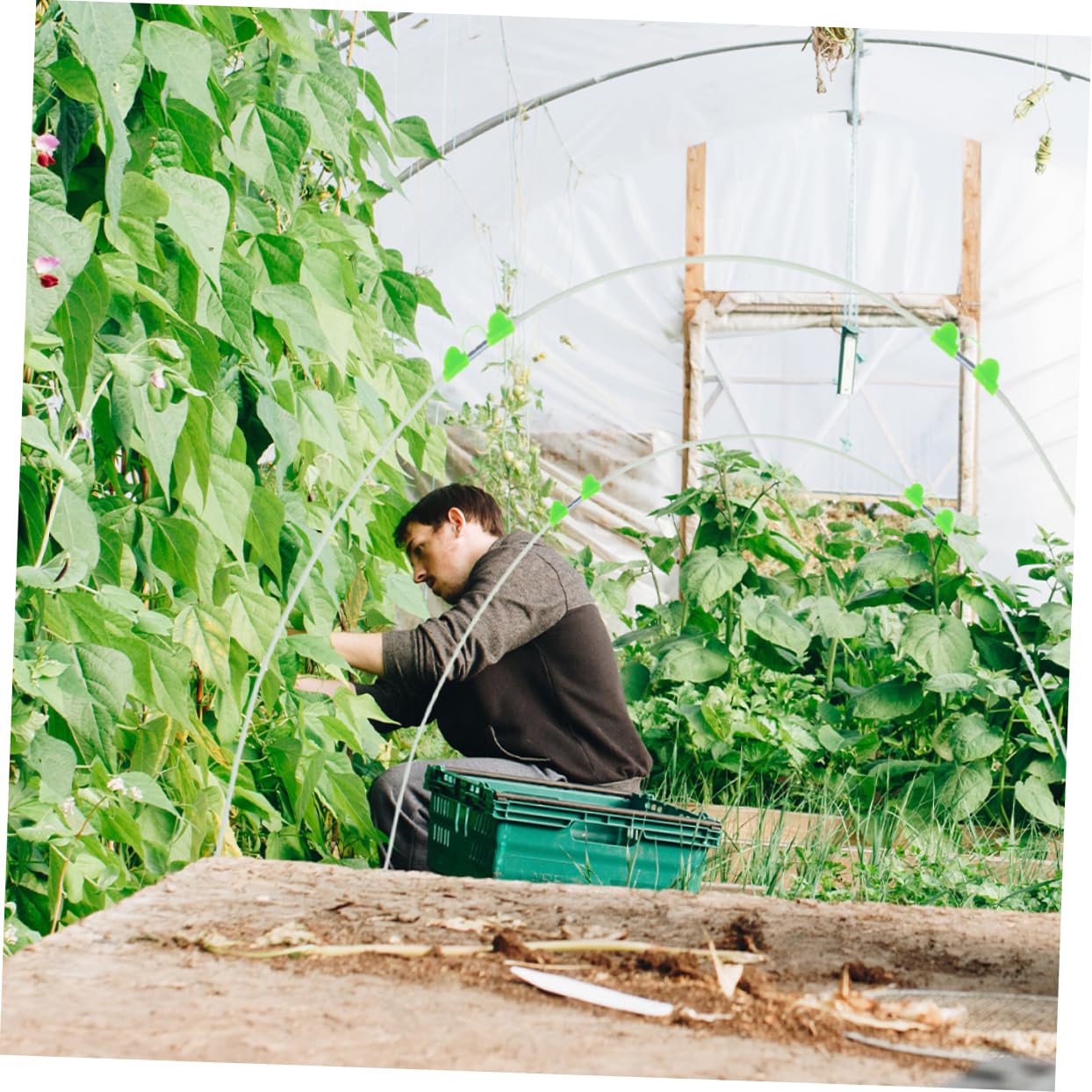 TOYANDONA Archi per Tunnel Orto in Polietilene e Fibra di Vetro | Flessibili, Pieghevoli e Riutilizzabili, Facili da Installare, Soluzione Leggera per Coperture da Giardino