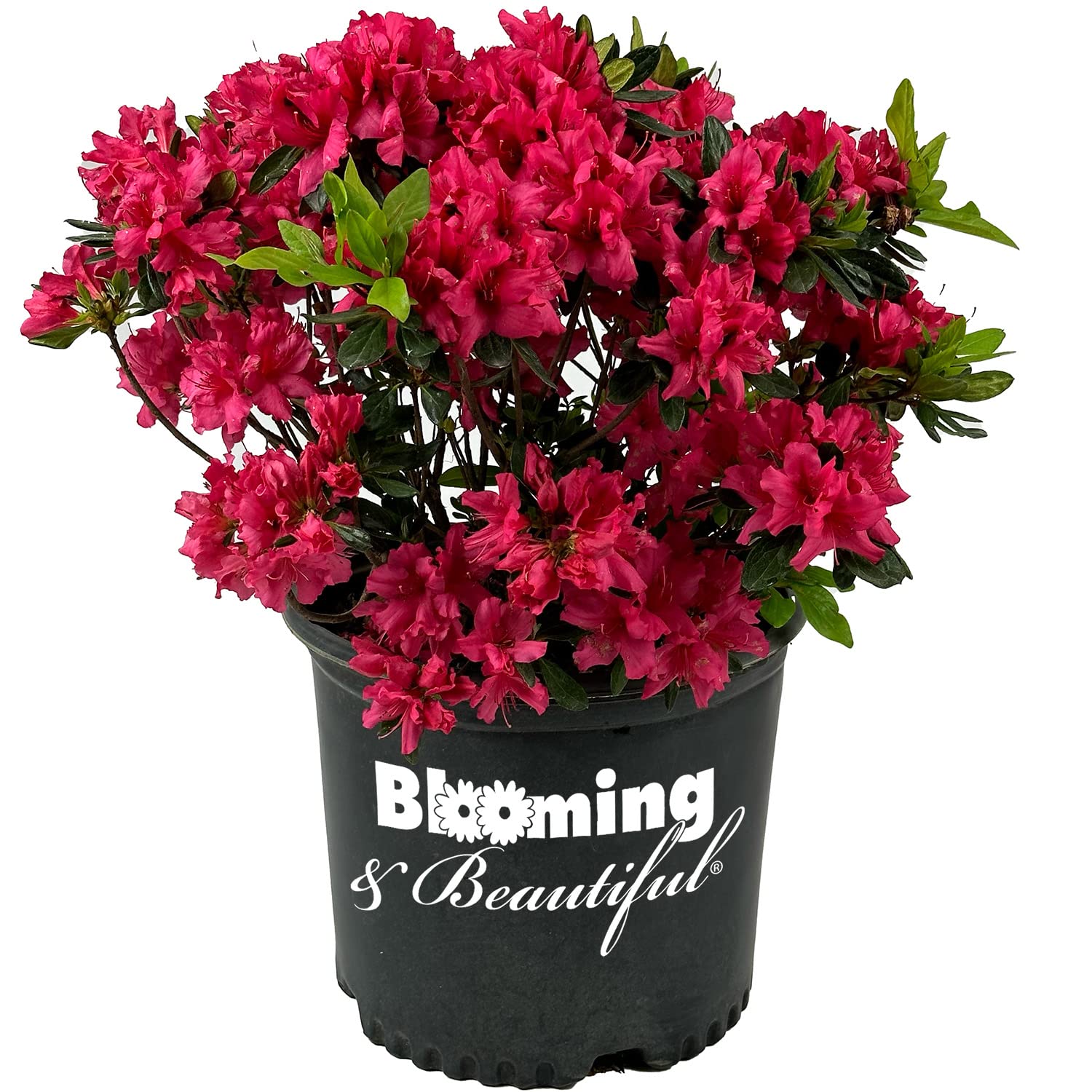 Girard's Rose Azalea