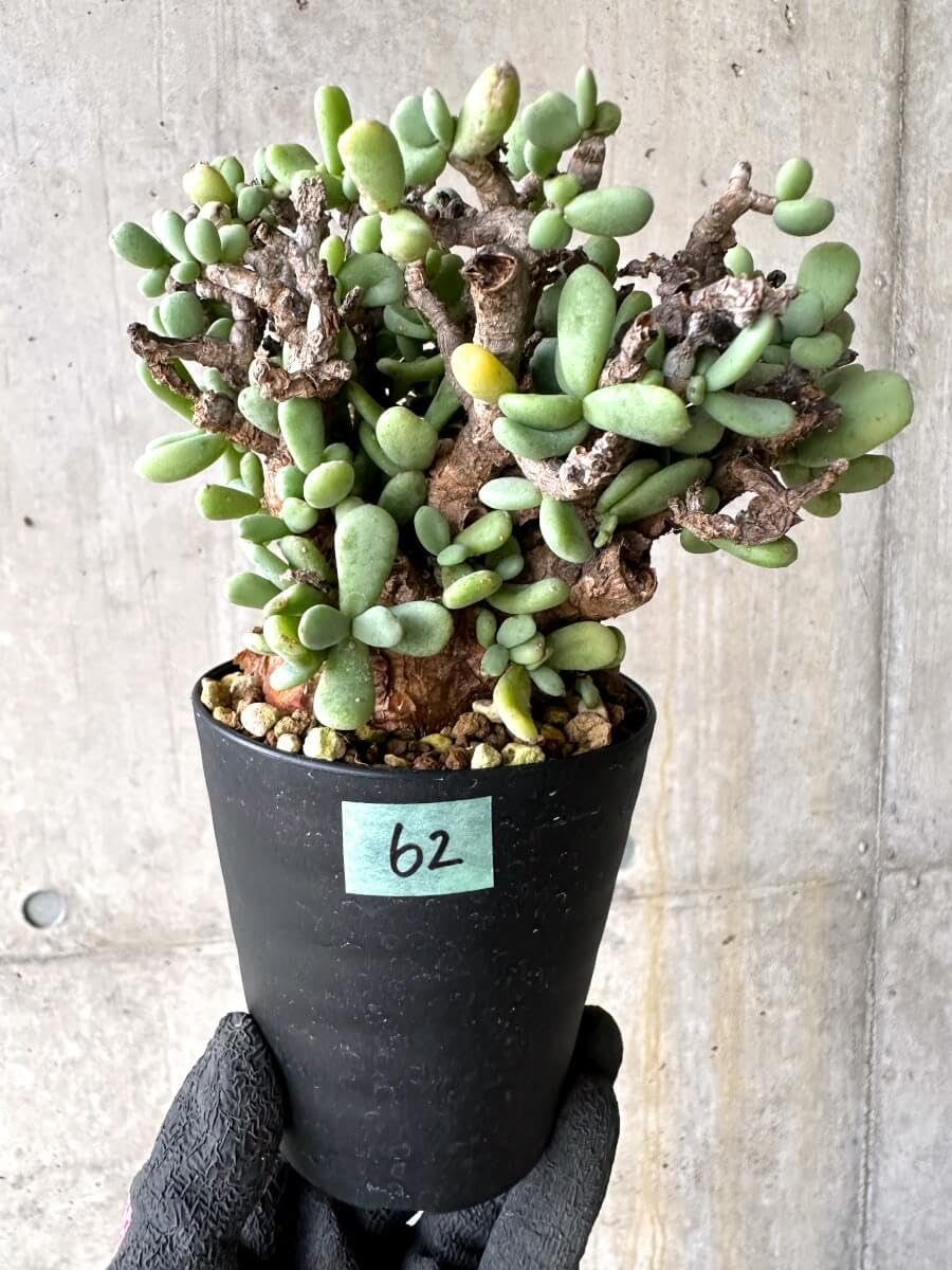 ケラリア ピグマエア 現地株 発根済 冬型 塊根植物 ケラリア ピグマエア 大株 現地球 発根株 （鉢付き） ケラリア