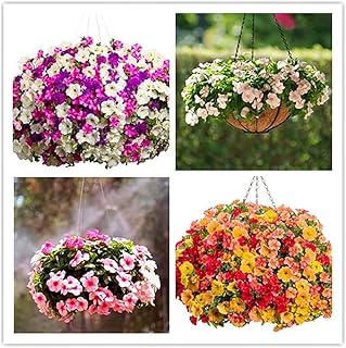 FStening 200 Pièces Mélanger Des Graines De Pétunia Vivaces Faciles à Planter Des Fleurs Colorées Grimpantes Pour Balcon Suspendu Panier Plantation Décoration De Ciel Nocturne A Une Valeur Ornementale