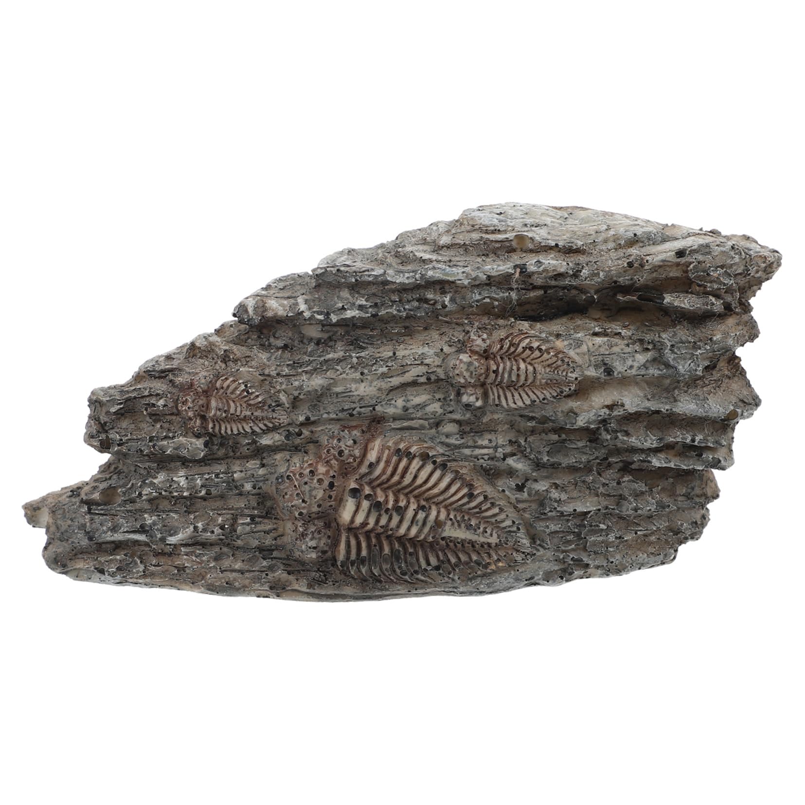 4stücke Collection Trilobite Resin Decoration Paleontological Home Decor Lightweight and Compact Trilobite Specimen for Education and Display for Nature Enthusiasts