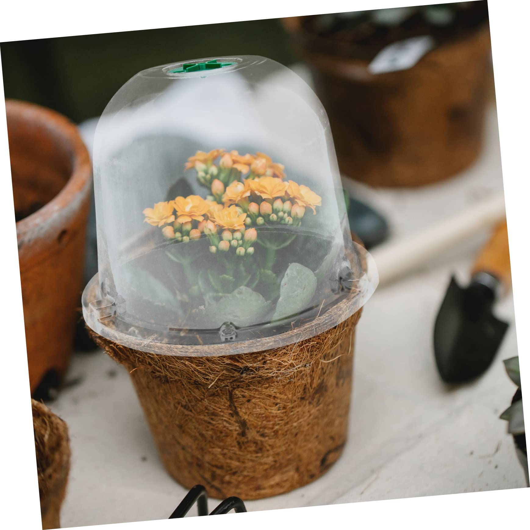 Toddmomy 5piezas Cubiertas Protectoras para Plantas Cúpulas De Jardín Kits De Accesorios De Jardín