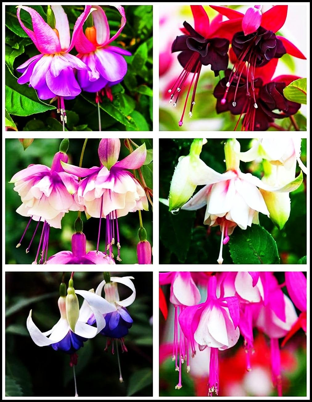 Fuchsia Flower Seeds Perennial Home Plant Bonsai 100 Pcs Seeds