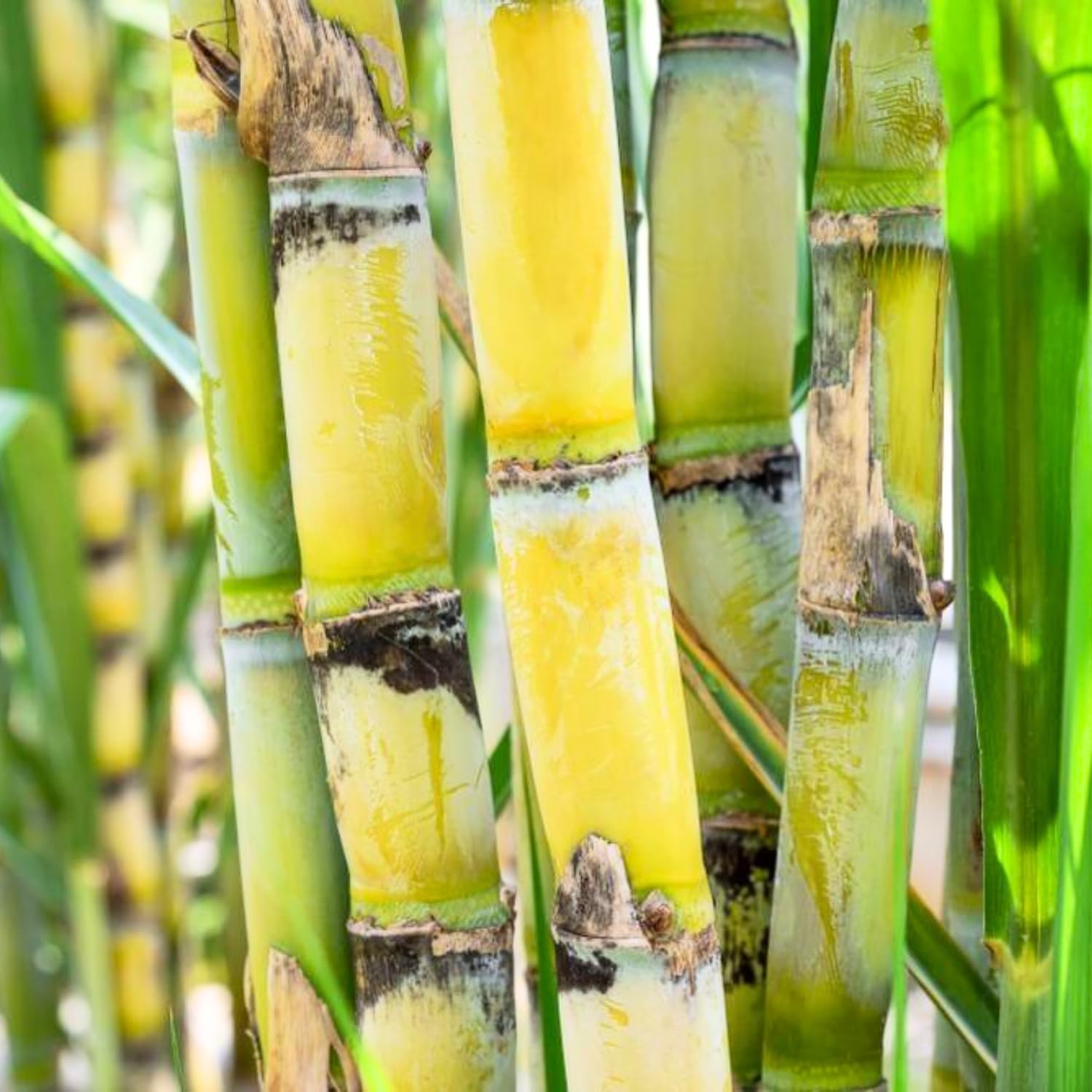 30 Green Sugar Cane Plants Cuttings 2-3 Inches, Sweet Tropical Sugarcane Plants, Easy Grow Outdoor and Container