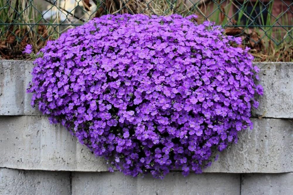Aubrieta Seeds - Purple Rock Cress Flowers -4