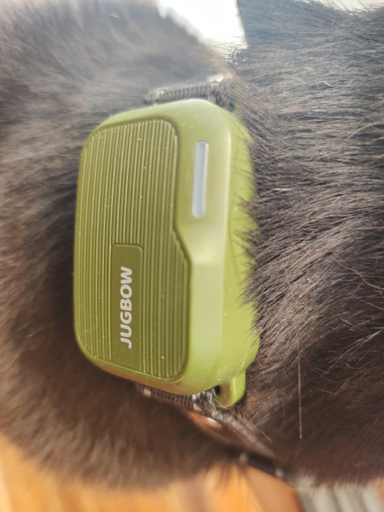 Distract fixated dog