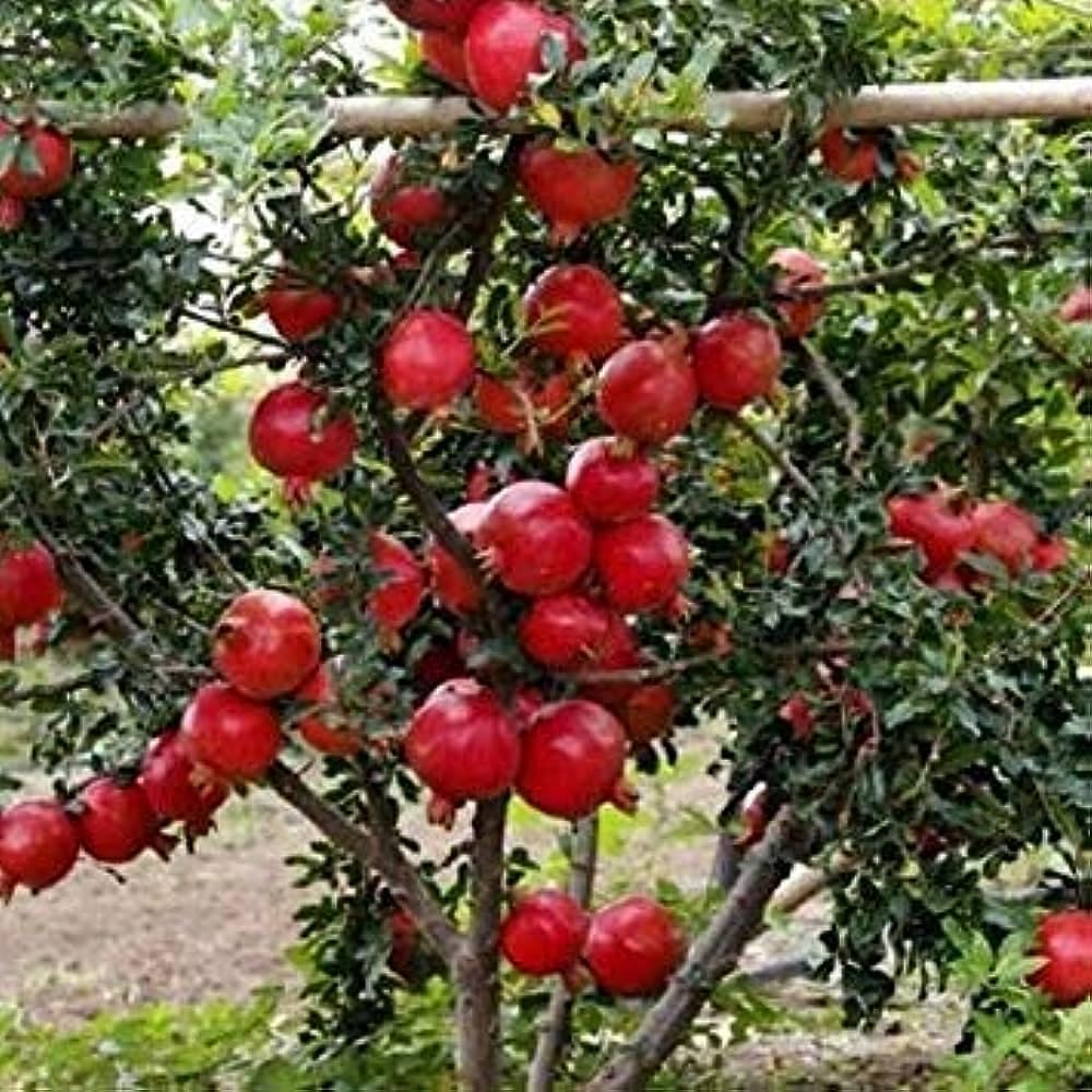 Live Super Red Bhagwa Anar Hybrid Pomegranate, Bedana Live Plant Original Variety Plant, CF_BN_143-image-37