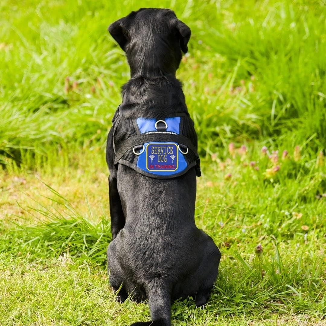Service Dog in Training Vest - in Training Harness - Includes 5 Federal Law Cards (23-27" Girth, Blue)