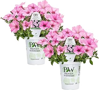 Proven Winners® Petunia Plant - Supertunia Vista Bubblegum - 2 Pack - An...