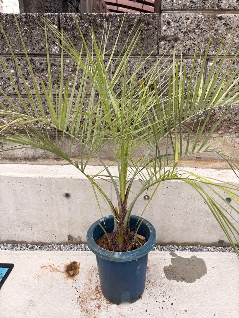 ココスヤシ　送料込み　南国植物　シルバーリーフ Amazon｜ココスヤシ み 南国植物 シルバーリーフ｜観葉植物 オンライン通販