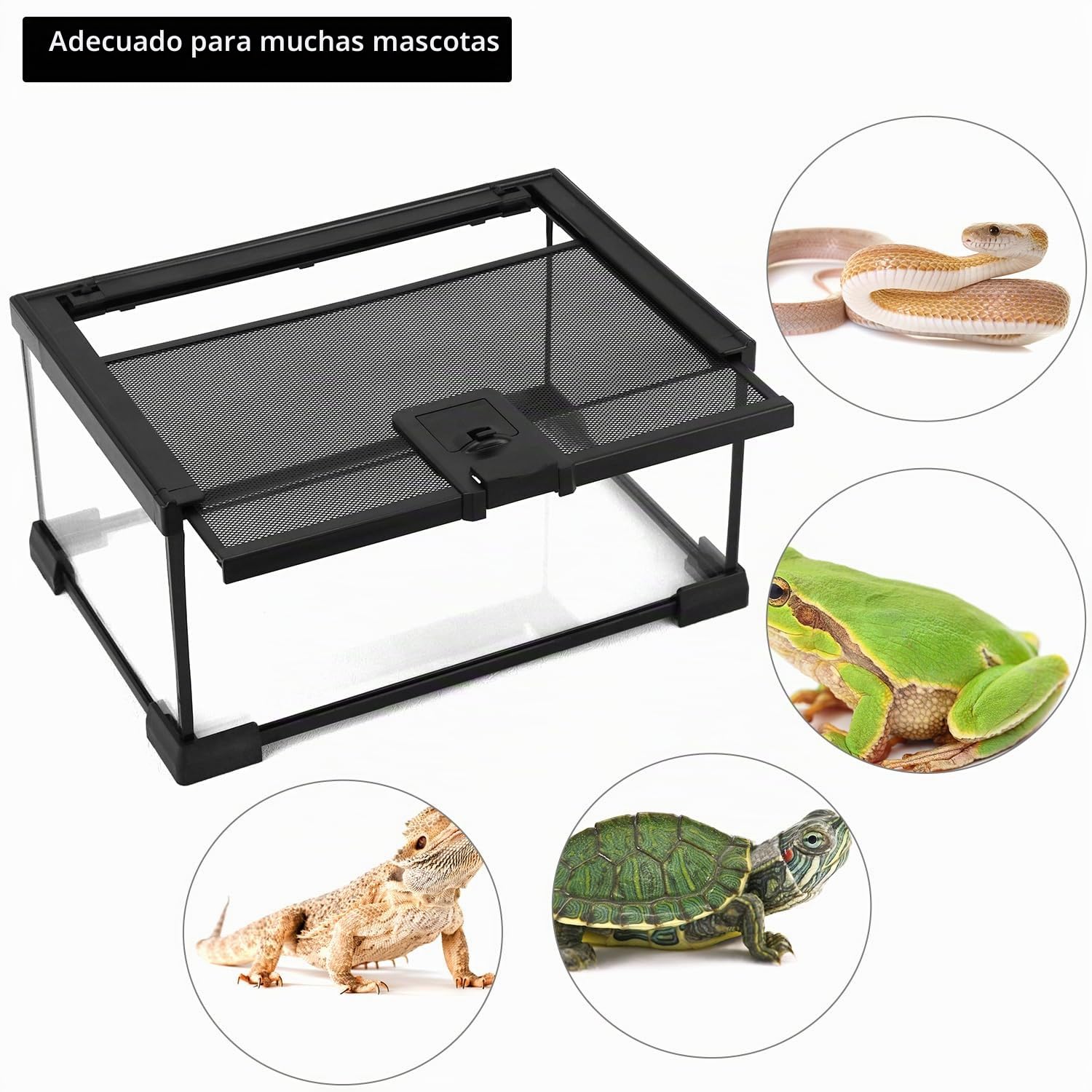 QWORK® Caja de alimentación para Reptiles, Reptile Growth terrario de Vidrio, 30 * 20 * 15 cm para una Variedad de Reptiles e Insectos