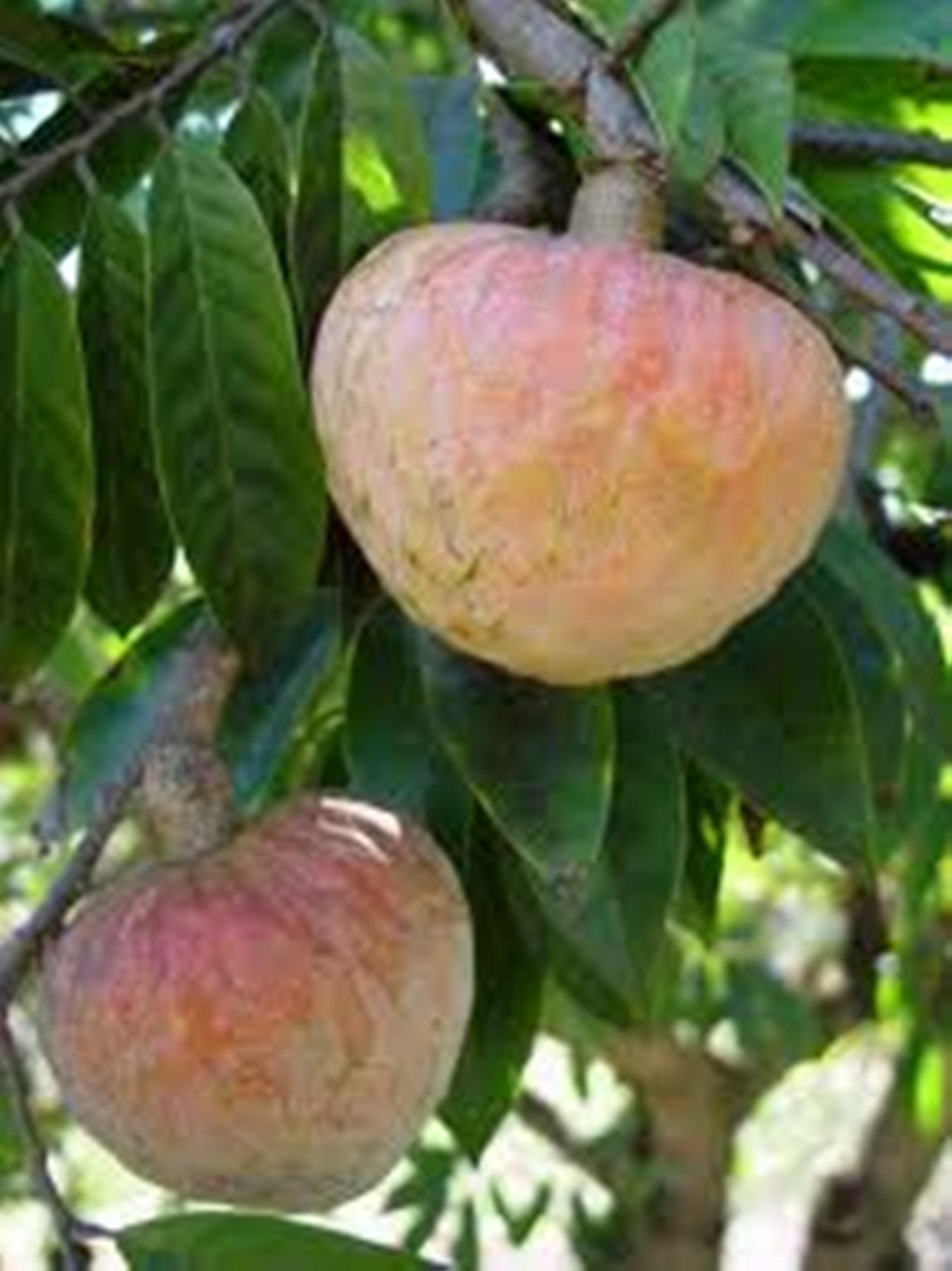Seedstores Seed Stores : Annona Reticulate Bullocks Heart Or Red Custard Apple Fruit 12 Seeds For Growing