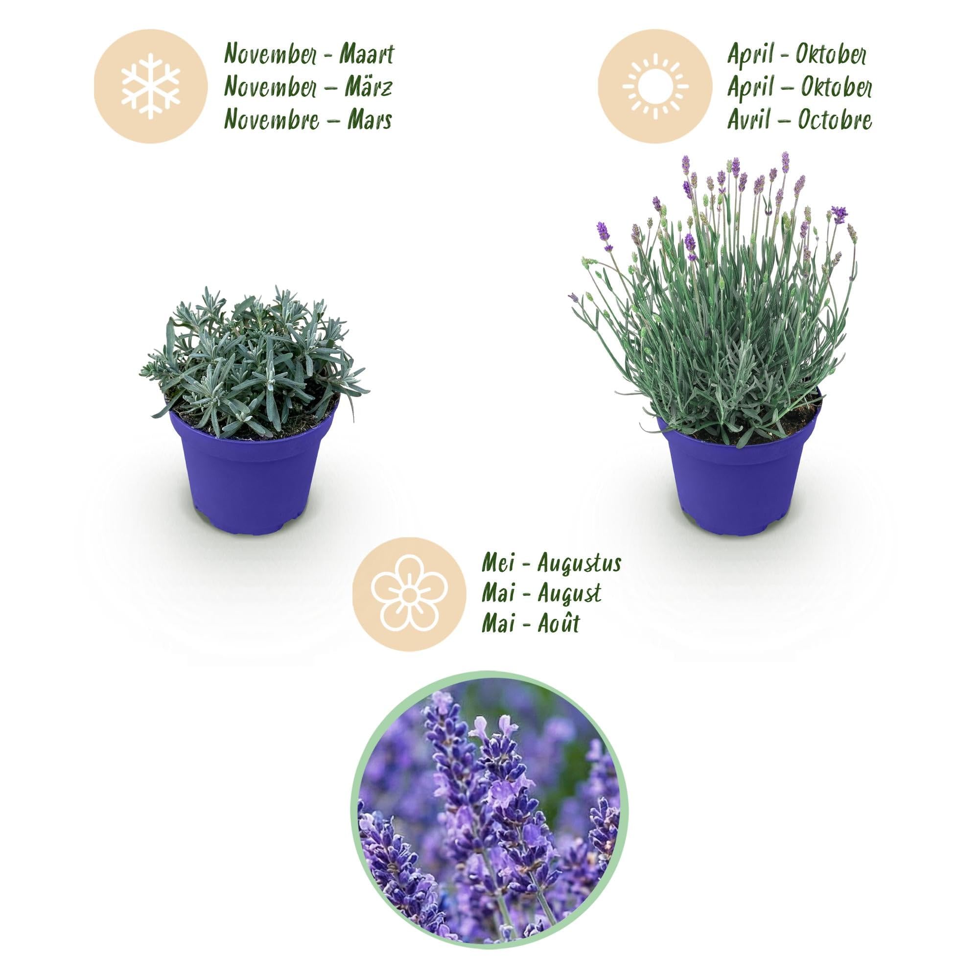 GreenboutiQ - Gartenpflanze - Lavandula angustifolia Hidcote - Lavendel - Winterhart - Lila - 18 Pflanzen - Topf 12cm - Höhe 15-25cm
