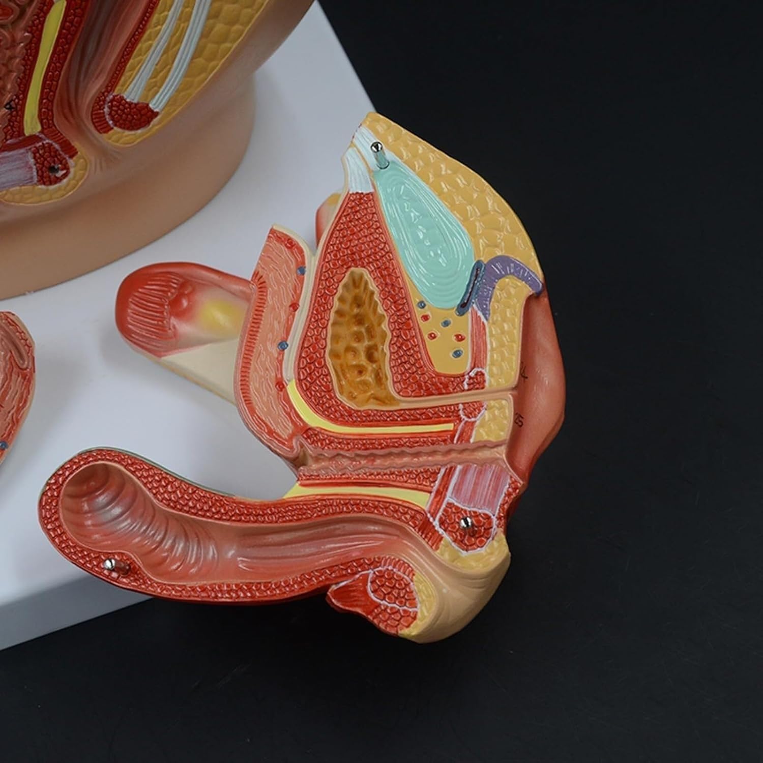 1 szt. Model anatomii strzałkowej miednicy dorosłej kobiety – szczegółowy układ rozrodczy z cyfrowym identyfikatorem do celów edukacji w zakresie opieki zdrowotnej i zajęć lekcyjnych