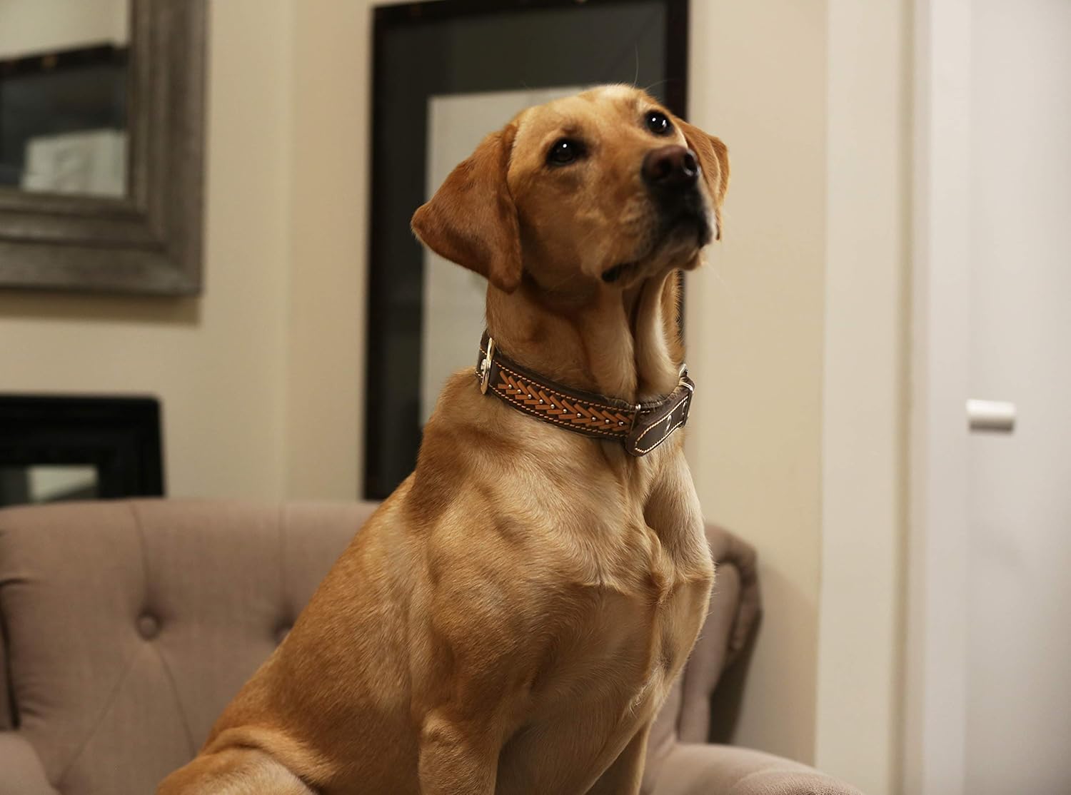 Genuine Leather Braided Studded Dog Collar, Brown 1.6" Wide. Fits 19"-24" Neck.