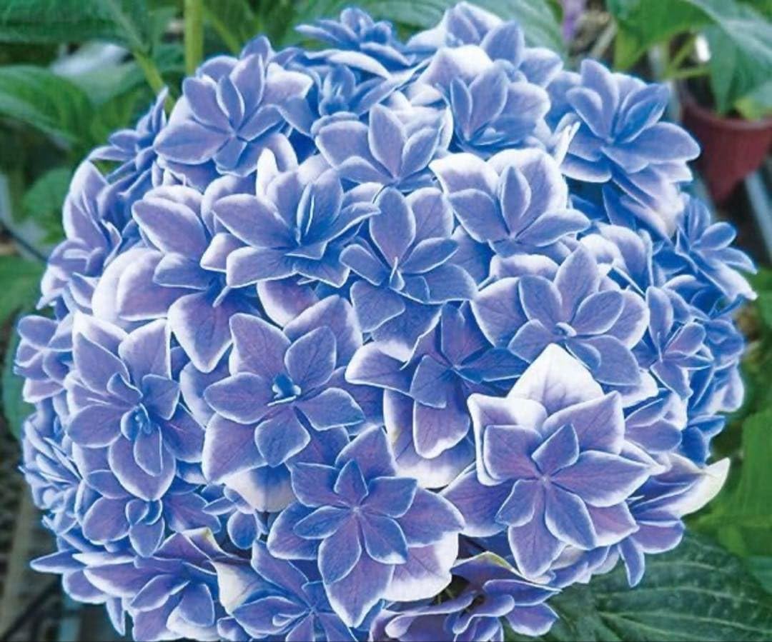 【予約苗　Mi】紫陽花苗　抜き苗【1苗】 Amazon.co.jp: 月の女神の紫陽花苗 抜き苗 1苗 : ホビー