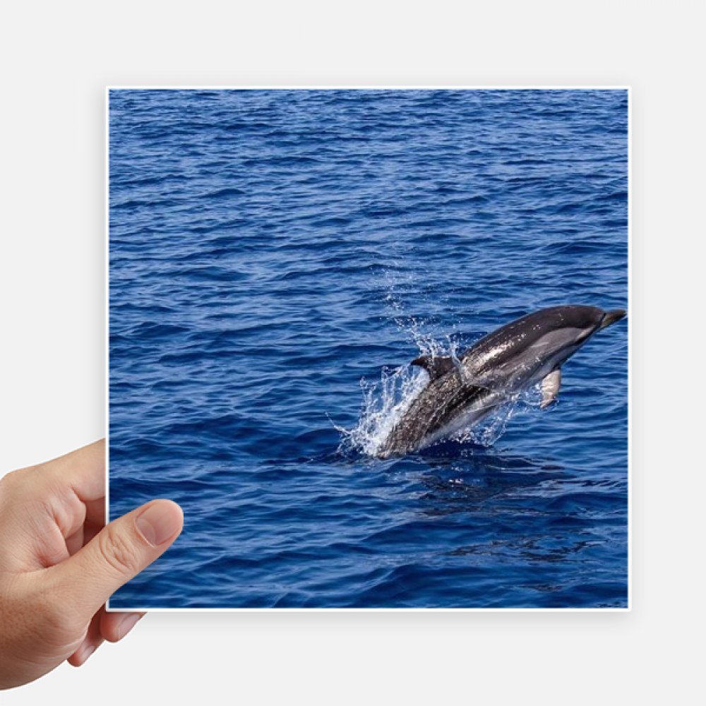 Sticker carré baleine tueuse 20 cm pour ordinateur et valise x4