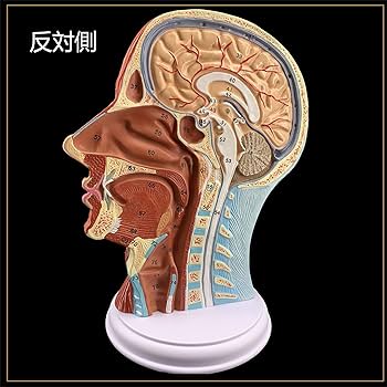 頭部模型 解剖学的構造 71TQOS42tRL._UF350,350_QL80_.jpg