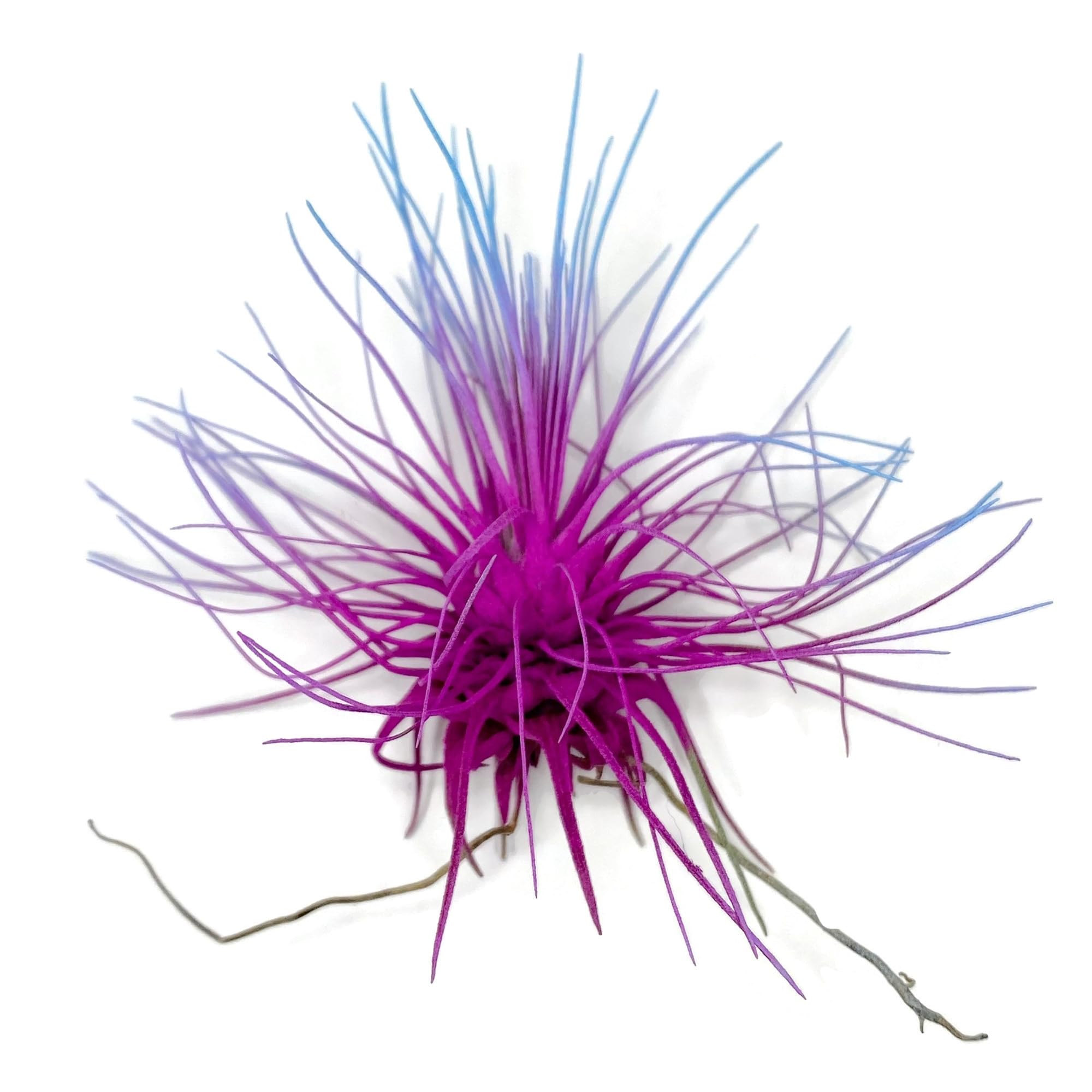 Thin Air Plant, Guatemala Tillandsia Live Airplant, Healthy Arrival Guaranteed, Great Indoor Plant, Home Decor &amp; Gift (Rainbow #2)