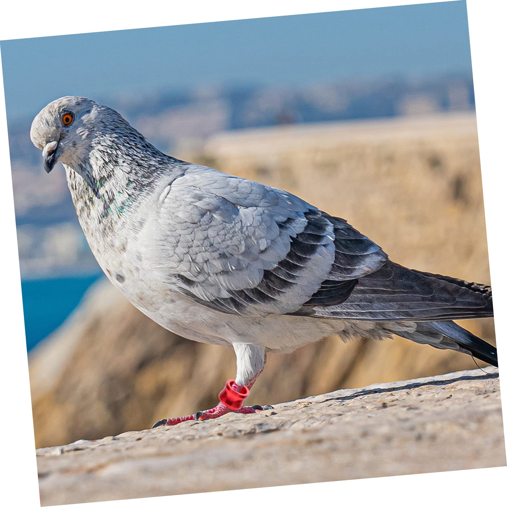 BESPORTBLE 80pezzi Anelli Colorati per Pigeon Leg Bands per Identificazione Uccelli e Pollame di Anelli per Piccioni Privati Alta visibilità e Resistenza