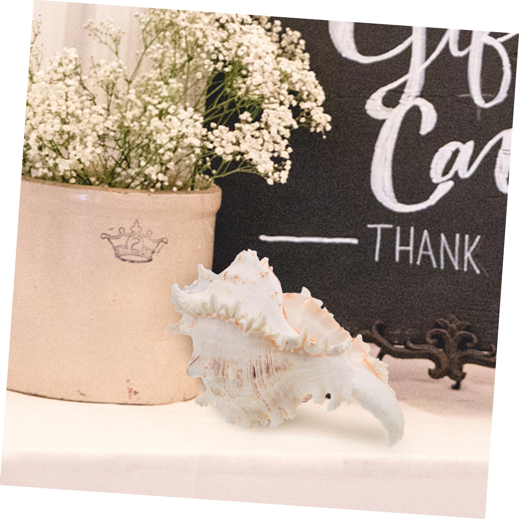 ULTECHNOVO Conchiglia Naturale Grande per Decorazioni Spiaggia e Feste Matrimonio Decorazione Versatile in Conchiglia per Acquario o Centrotavola