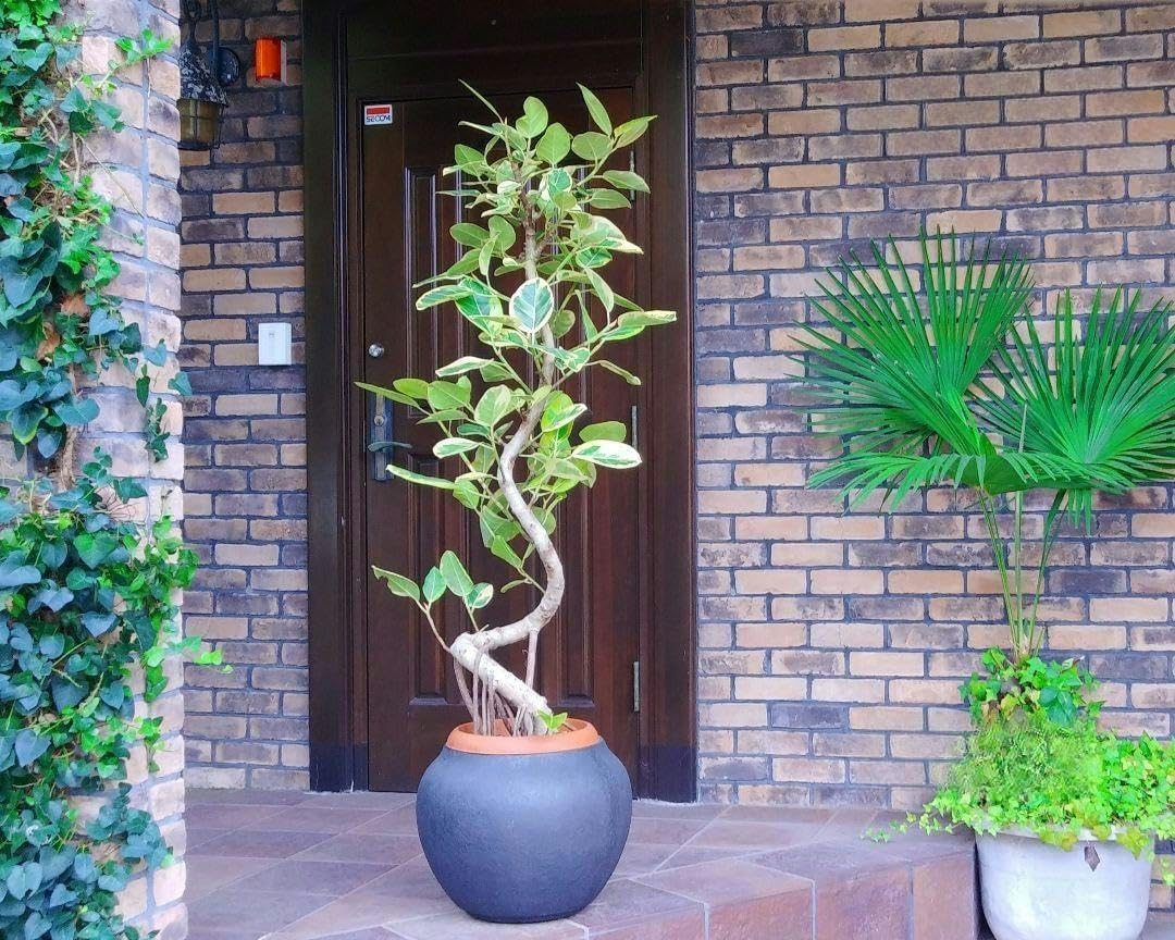 フィカス アルテシマ 大型 170cm❗10号❗ 極太 曲がり仕立て 整った樹 フィカス アルテシマ 大型 170cm?10号? 曲がり仕立て 整った樹形