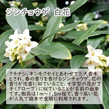 丁子　白髙麗菊花　東哉製　京都　清水 丁子 白髙麗菊花 東哉製 京都 清水 丁子 白髙麗菊花 東哉製 京都