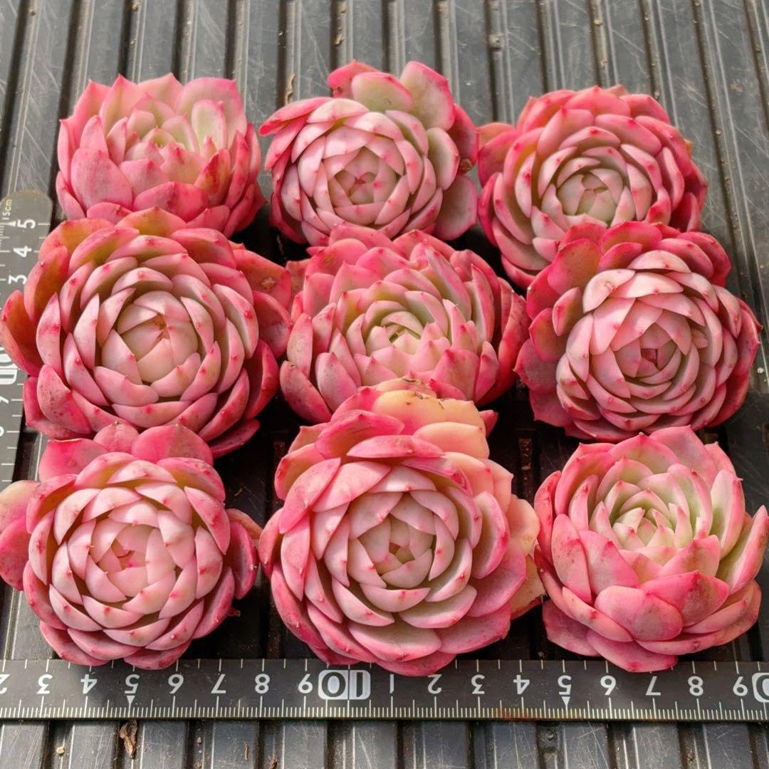 Amazon.co.jp: ピンククリスタルローズ錦 美斑入り 多肉植物