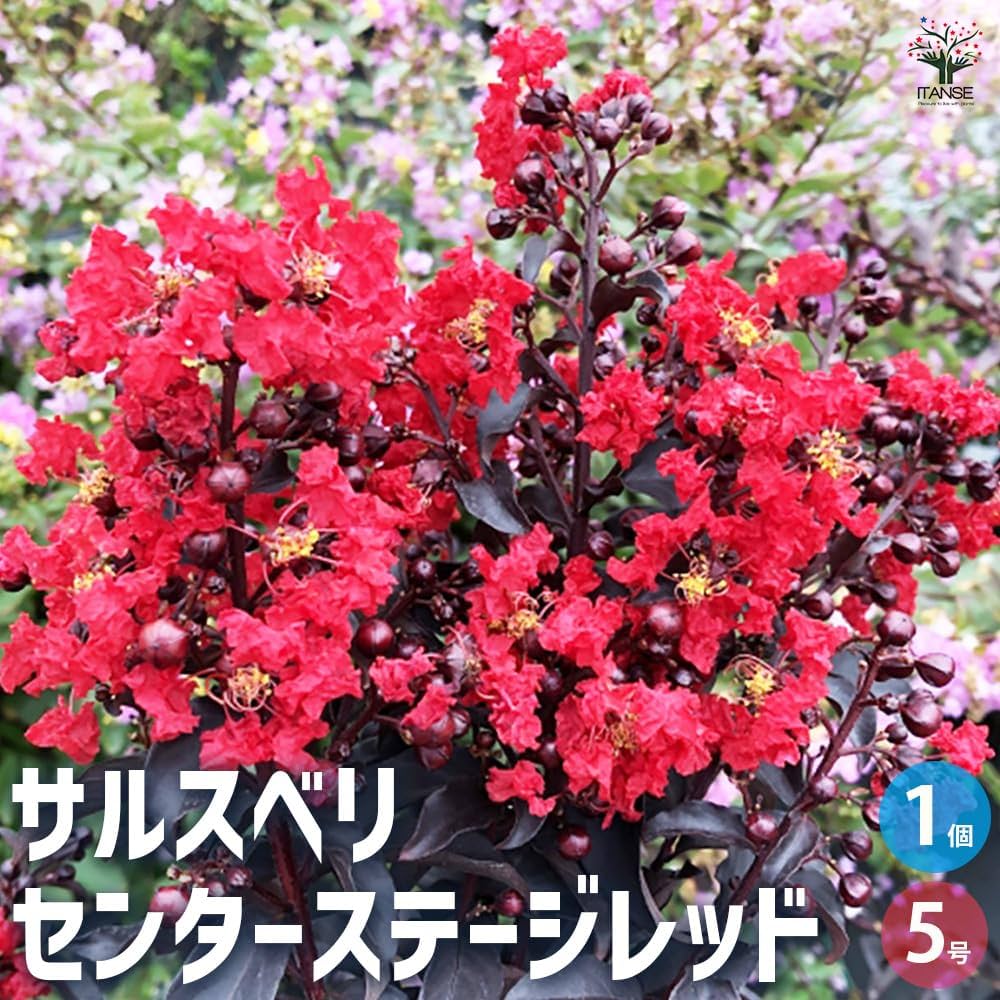 木材インテリア サルスベリ 流木飾り台、サルスベリ - メルカリ