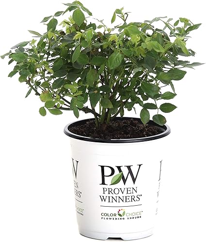 Miniatura 1 de Oso Easy Lemon Zest Landscape Rose (Rosa) Arbusto vivo, flores amarillas