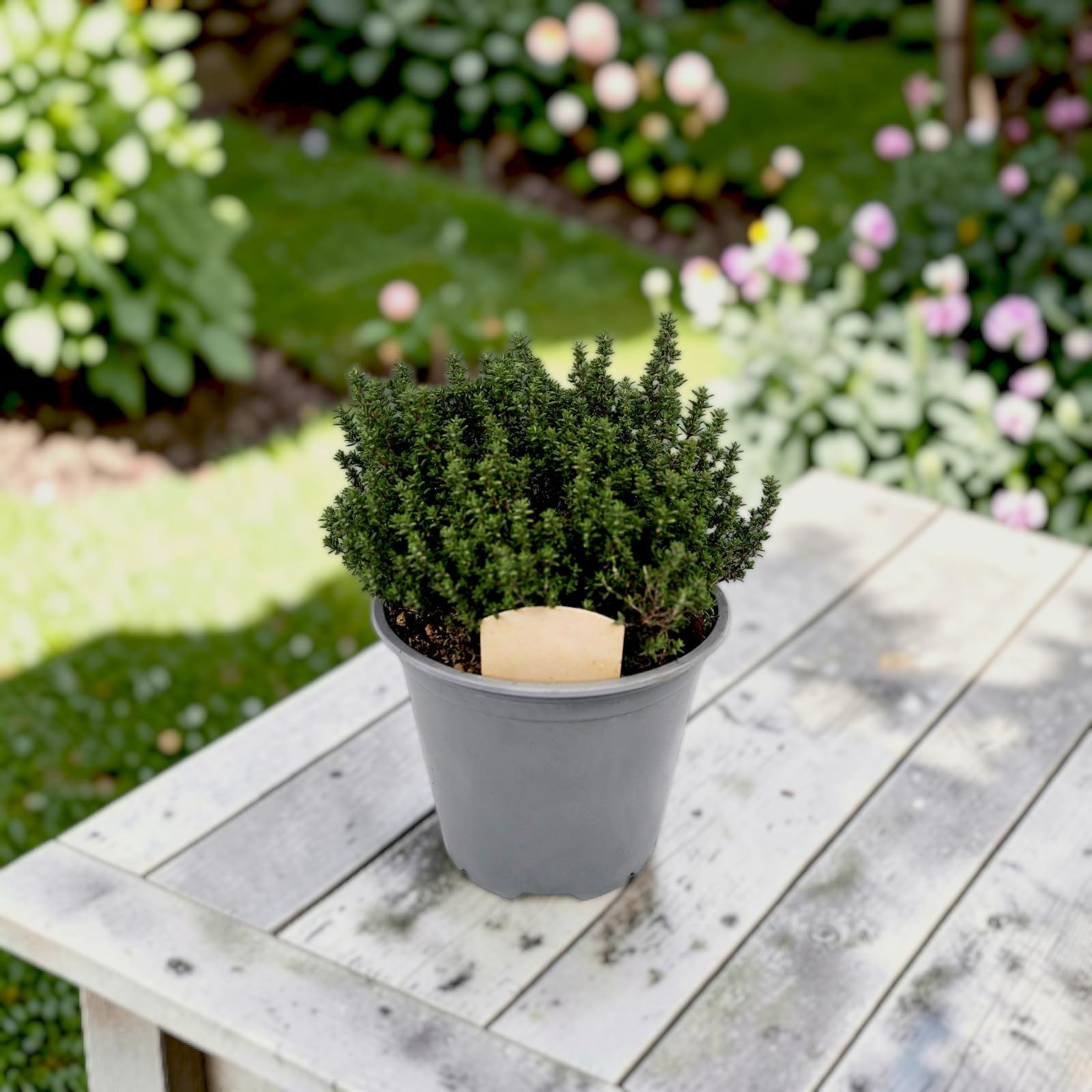 Carbeth Plants Large Thyme Plant in 14cm Pot - Fragrant Evergreen Culinary Herb - Grow Your Own Herbs for Garden, Patio & Kitchen