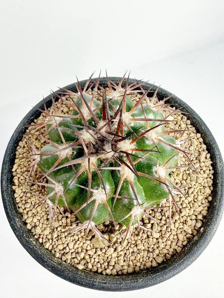 Amazon.co.jp: Discocactus gigantea ディスコカクタス ギガンティア