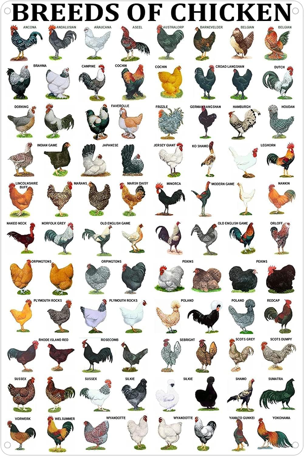 Pivjhf Signage Breeds Of Chickens Poster Metal Tin Sign Poster Wall Plaque Funny Home Decor Garden Yard Floral 8X12 Inch