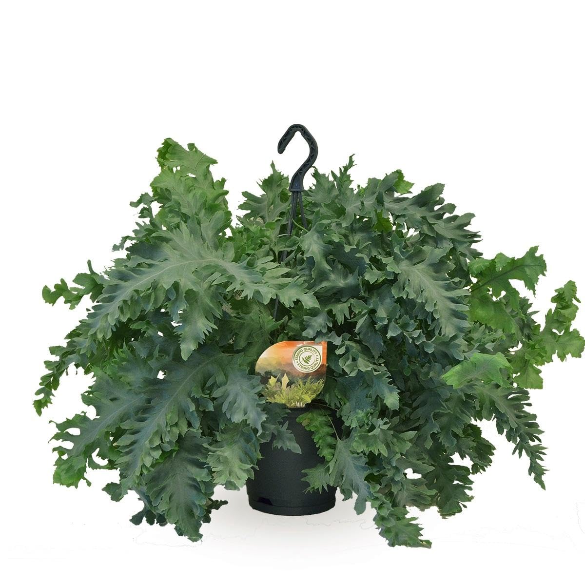 Farn - Blauer Farn (Phlebodium) - Hhe: 40 cm - von Botanicly : Amazon.de:  Garten