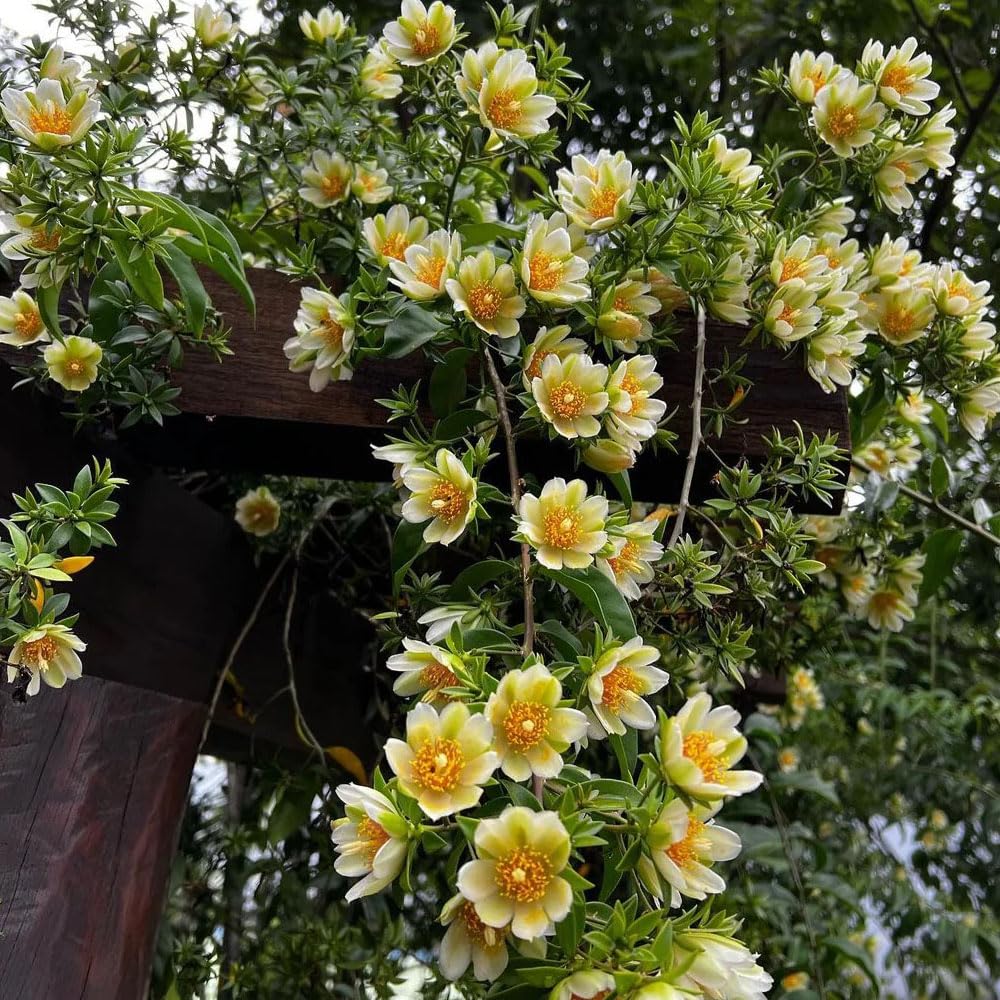 Agropack Lemon Vine Live Plant Available | Fragrant | Flowering Plant | Long Duration Flower| Air Purifier-image-9