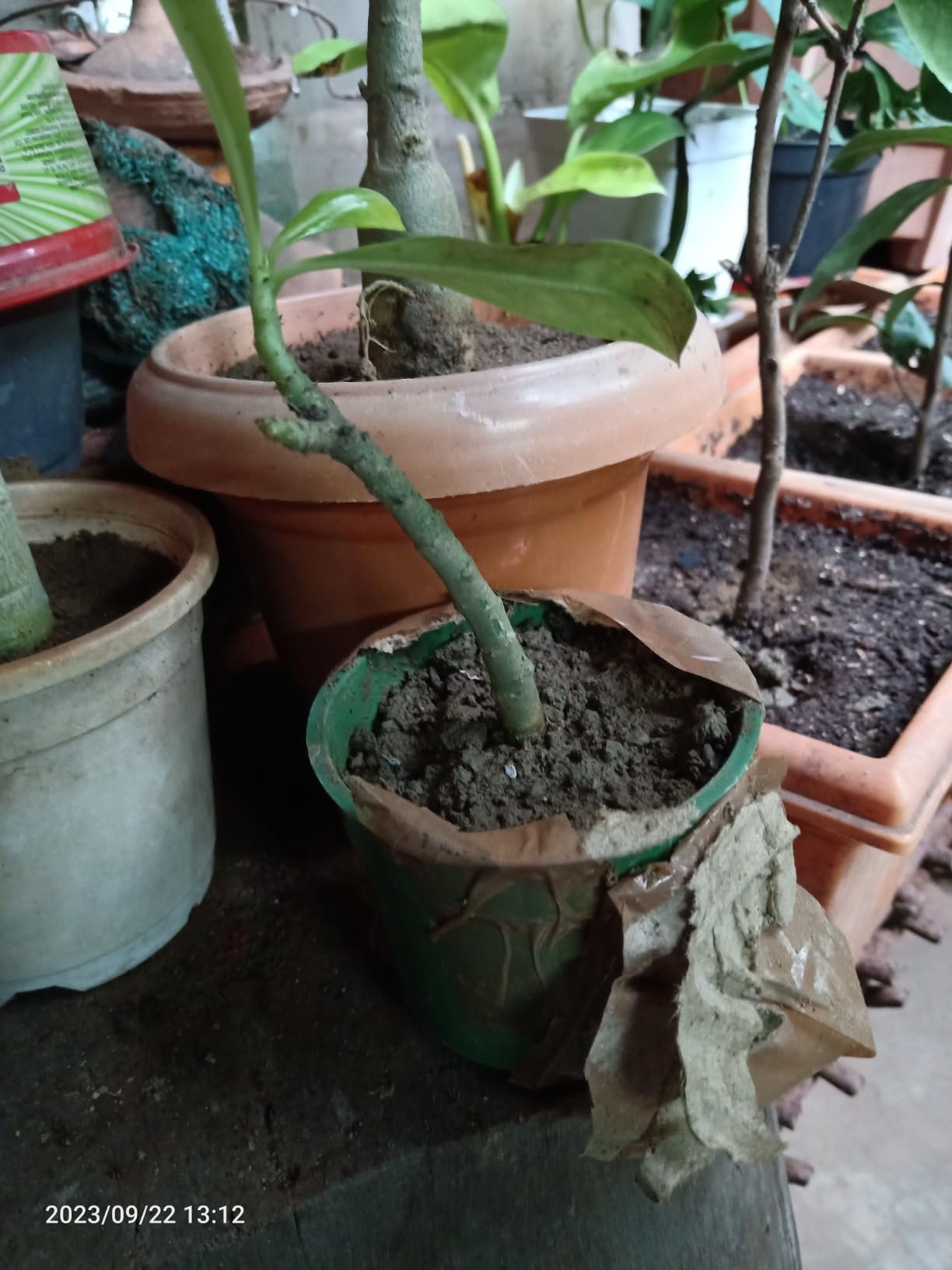 GREEN ISLAND Adenium Flower Plant with Pot Free 50 gm Fertilizers (Red ...