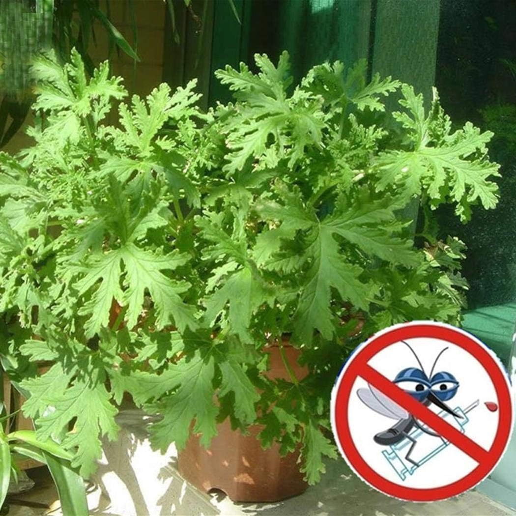 Yukio SEED CORNER - Rare Citronella Mosquito Plant Pelargonium 'citrosum', Prince of Orange Geranium, Hardy Perennial Flower Seeds for Gardening Flowers