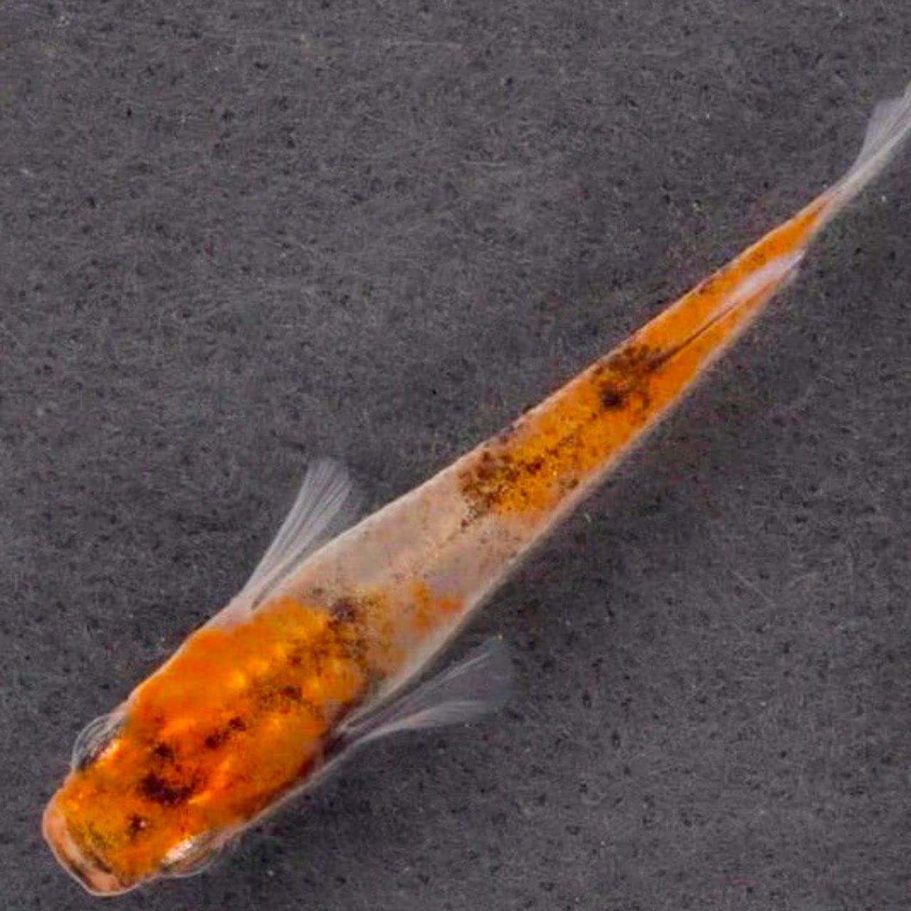 Amazon | メダカの卵【雲州三色 有精卵 10個】観賞魚 ゾウリムシ 