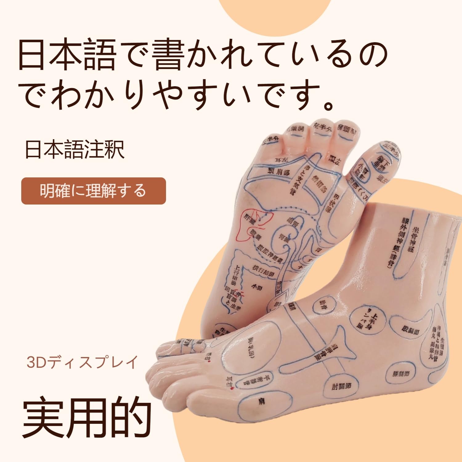 Amazon.co.jp: UKYCEORA 足ツボ モデル（日本語表記） 反射区 模型
