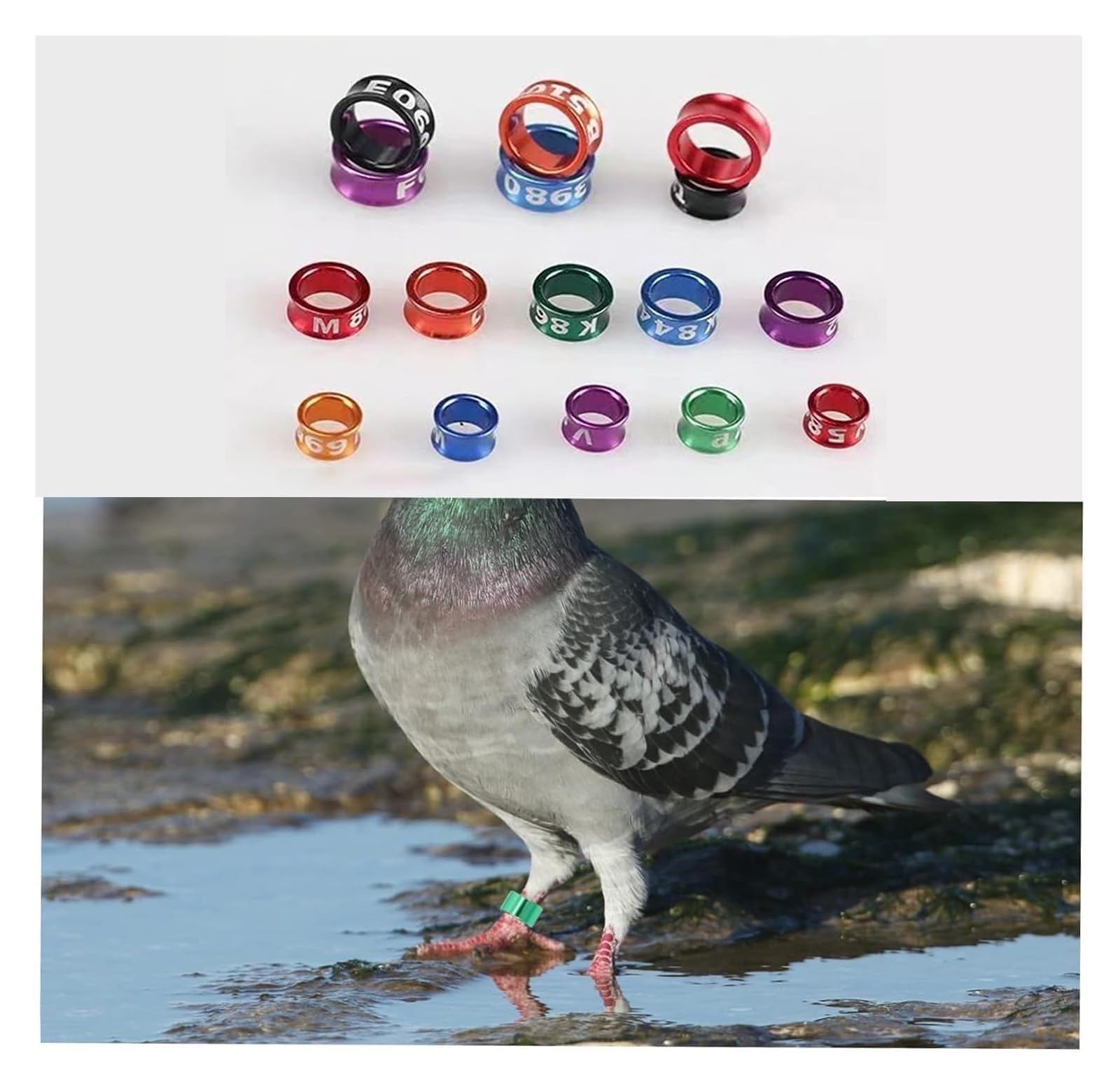 pájaro con las piernas cerradas, Patas abiertas de aluminio for identificación patas pájaros, diámetro Multicolor 4-8mm, 50-200 Uds(Mixed Colors8.0mm,200pc)