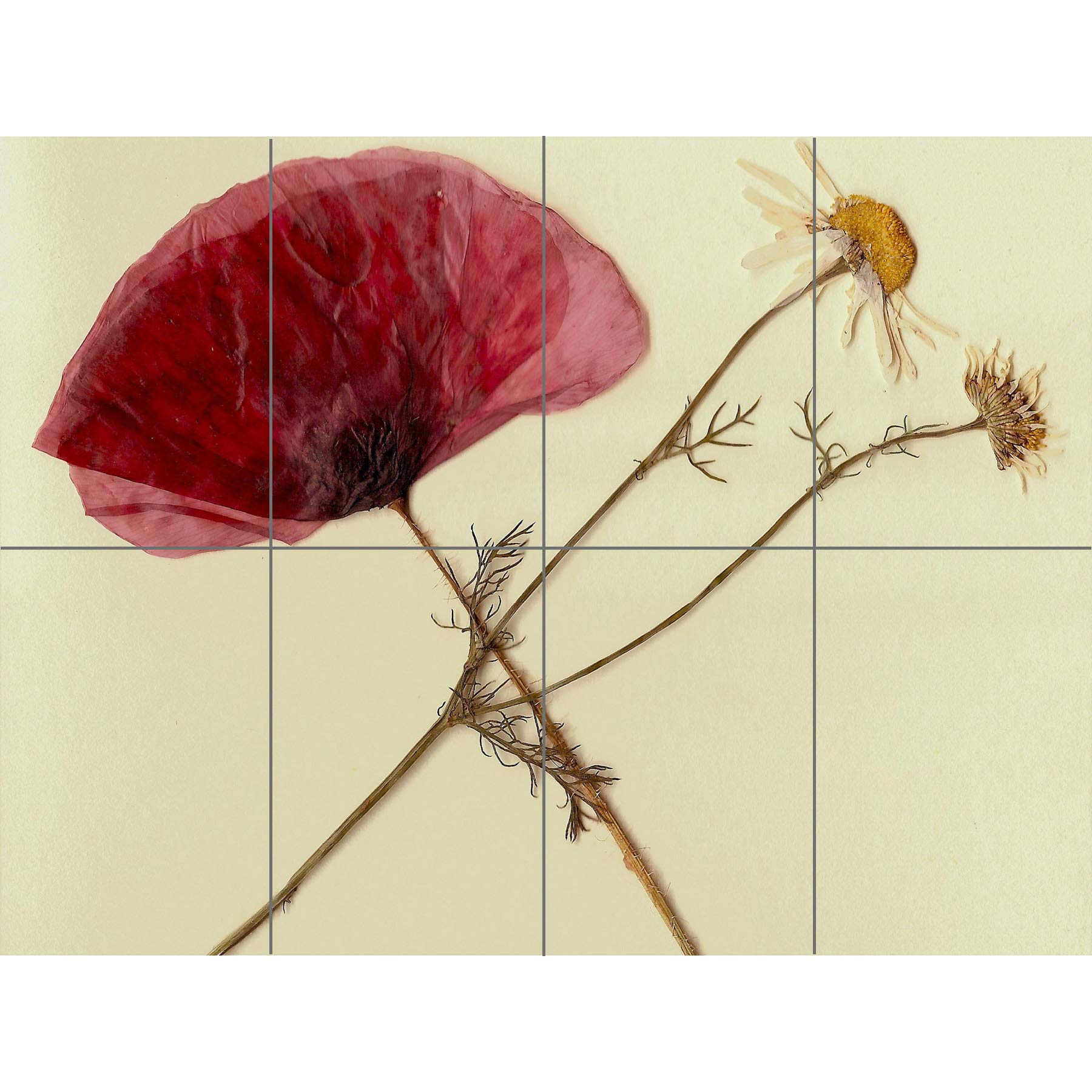 Artery8 Dried Poppy Daisy flower XL Giant Panel Poster (8 Sections)